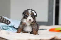 Darla , a female Miniature Bernedoodle for sale in Sugarcreek, OH – 8 of 9
