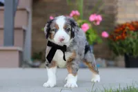 Mickey, a male Miniature Bernedoodle for sale in Sugarcreek, OH – 3 of 6