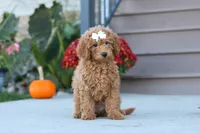 Juliet, a female Miniature Labradoodle for sale in Sugarcreek, OH – 4 of 8