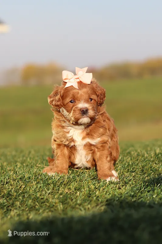 Olivia – Cavapoo puppy for sale in Sugarcreek, OH