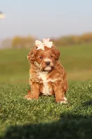 Olivia, a female Cavapoo for sale in Sugarcreek, OH – 1 of 7