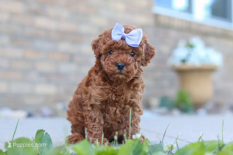 Marley – Cavapoo puppy for sale in Sugarcreek, OH