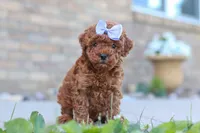 Marley, a female Cavapoo for sale in Sugarcreek, OH – 1 of 5