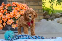 Finn, a male Cavapoo for sale in Sugarcreek, OH – 3 of 7