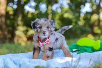 Ichiro, a male Miniature Bernedoodle for sale in Sugarcreek, OH – 2 of 6