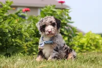 Gabe, a male Miniature Bernedoodle for sale in Sugarcreek, OH – 5 of 7