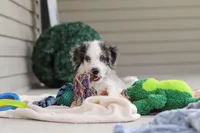 Huck, a male Miniature Bernedoodle for sale in Sugarcreek, OH – 6 of 10