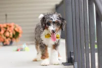 Dylan, a male Miniature Bernedoodle for sale in Sugarcreek, OH – 6 of 10