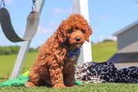 Calvin, a male Goldendoodle for sale in Sugarcreek, OH – 4 of 6