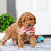 Mia, a female Miniature Goldendoodle for sale in Sugarcreek, OH – Photo 3 of 7