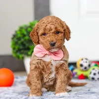Mia, a female Miniature Goldendoodle for sale in Sugarcreek, OH – Photo 1 of 7