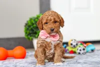 Mia, a female Miniature Goldendoodle for sale in Sugarcreek, OH – Photo 1 of 7