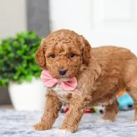 Mia, a female Miniature Goldendoodle for sale in Sugarcreek, OH – Photo 6 of 7