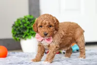 Mia, a female Miniature Goldendoodle for sale in Sugarcreek, OH – Photo 6 of 7