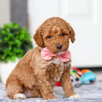 Mia, a female Miniature Goldendoodle for sale in Sugarcreek, OH – Photo 2 of 7