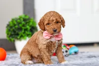 Mia, a female Miniature Goldendoodle for sale in Sugarcreek, OH – Photo 2 of 7