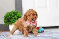 Mia, a female Miniature Goldendoodle for sale in Sugarcreek, OH – Photo 4 of 7