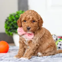 Mia, a female Miniature Goldendoodle for sale in Sugarcreek, OH – Photo 7 of 7