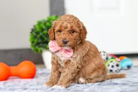 Mia, a female Miniature Goldendoodle for sale in Sugarcreek, OH – Photo 7 of 7