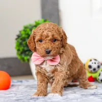 Mia, a female Miniature Goldendoodle for sale in Sugarcreek, OH – Photo 5 of 7