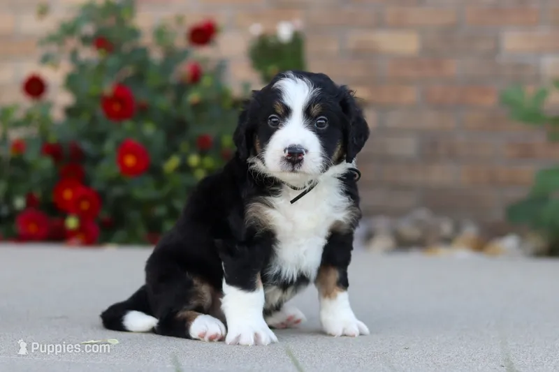 Milo – Miniature Bernedoodle puppy for sale in Sugarcreek, OH