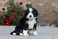 Milo, a male Miniature Bernedoodle for sale in Sugarcreek, OH – 1 of 5