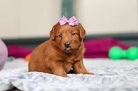Sandy, a female Labradoodle for sale in Sugarcreek, OH – Photo 3 of 5