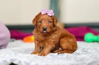 Sandy, a female Labradoodle for sale in Sugarcreek, OH – Photo 2 of 5