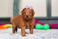 Sandy, a female Labradoodle for sale in Sugarcreek, OH – Photo 5 of 5