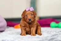 Sandy, a female Labradoodle for sale in Sugarcreek, OH – Photo 1 of 5