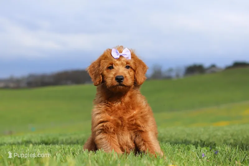 Sandy – Labradoodle puppy for sale in Sugarcreek, OH
