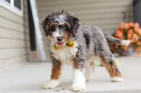 Dylan, a male Miniature Bernedoodle for sale in Sugarcreek, OH – 9 of 10