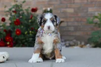 Mack, a male Miniature Bernedoodle for sale in Sugarcreek, OH – 2 of 6