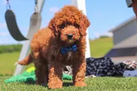 Calvin, a male Goldendoodle for sale in Sugarcreek, OH – 2 of 6