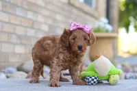 Evalyn, a female Miniature Goldendoodle for sale in Sugarcreek, OH – 2 of 5