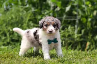 Grady, a male Miniature Bernedoodle for sale in Sugarcreek, OH – 5 of 5
