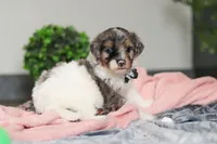 Dannie, a male Miniature Bernedoodle for sale in Sugarcreek, OH – 2 of 7
