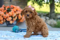 Felecia, a female Cavapoo for sale in Sugarcreek, OH – 2 of 8