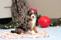 Dahlia, a female Miniature Bernedoodle for sale in Sugarcreek, OH – Photo 5 of 7