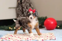 Dahlia, a female Miniature Bernedoodle for sale in Sugarcreek, OH – Photo 4 of 7