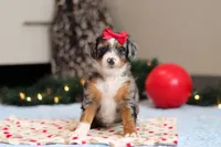 Dahlia, a female Miniature Bernedoodle for sale in Sugarcreek, OH – Photo 1 of 7