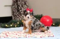 Dahlia, a female Miniature Bernedoodle for sale in Sugarcreek, OH – Photo 2 of 7