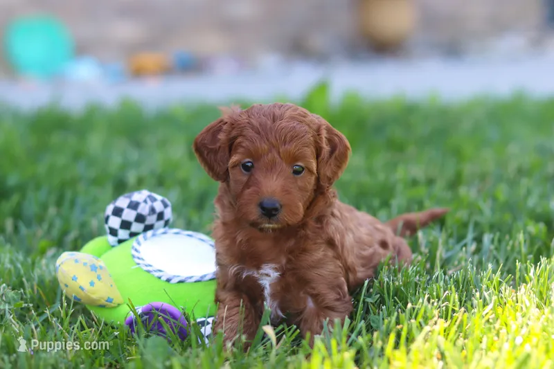 Emily – Miniature Goldendoodle puppy for sale in Sugarcreek, OH