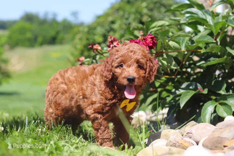 Calvin – Goldendoodle puppy for sale in Sugarcreek, OH