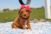 Crystal, a female Goldendoodle for sale in Sugarcreek, OH – 4 of 6