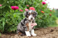 Honey, a female Miniature Bernedoodle for sale in Sugarcreek, OH – 4 of 7