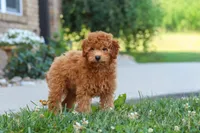 Fletcher, a male Cavapoo for sale in Sugarcreek, OH – 4 of 6