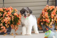 Dannie, a male Miniature Bernedoodle for sale in Sugarcreek, OH – 7 of 10