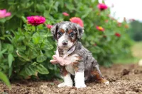 Honey, a female Miniature Bernedoodle for sale in Sugarcreek, OH – 3 of 7