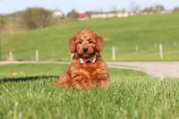 Sandy, a female Miniature Labradoodle for sale in Sugarcreek, OH – 4 of 4